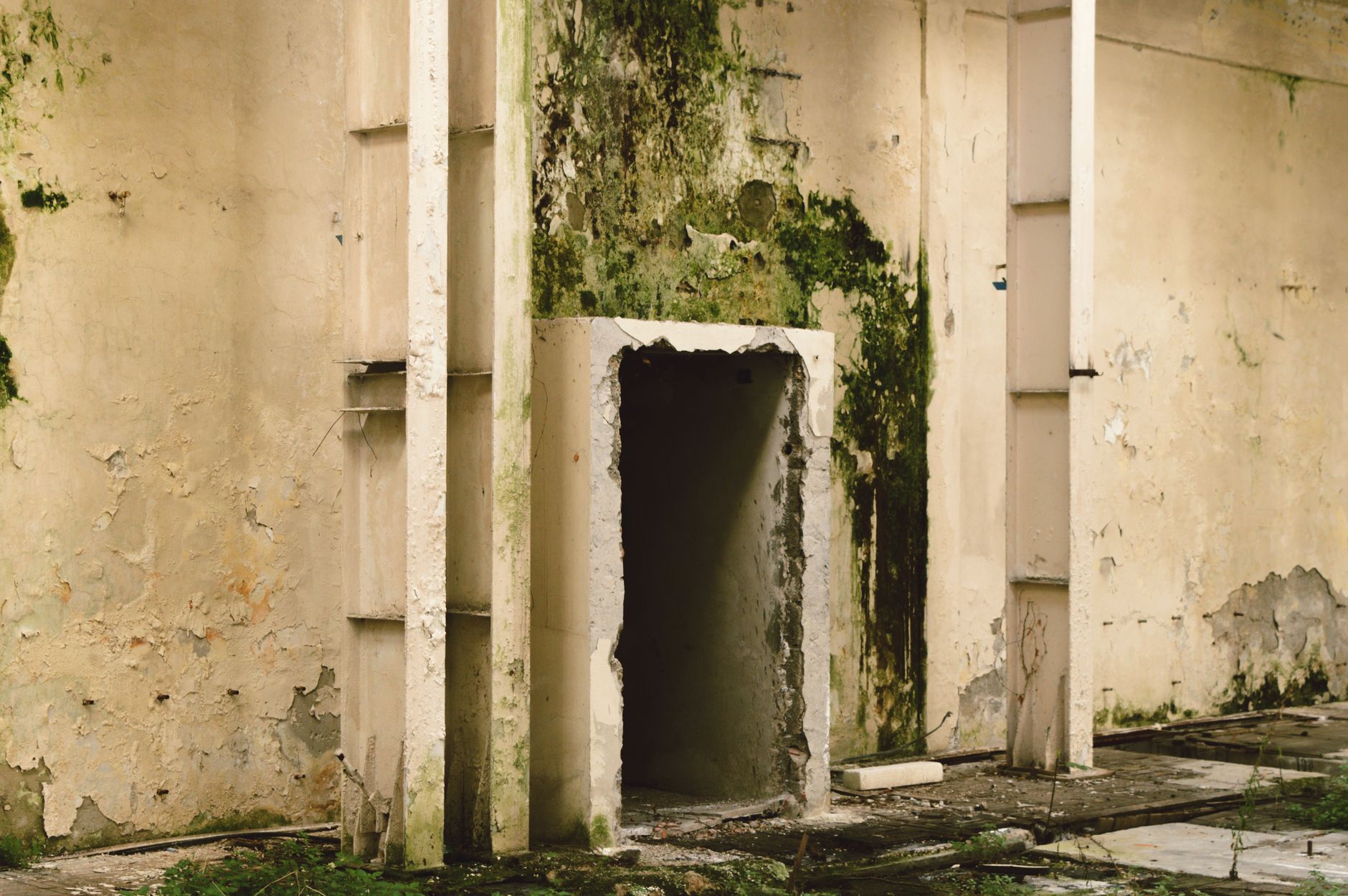 Mold Removal Hero Section Saint Petersburg